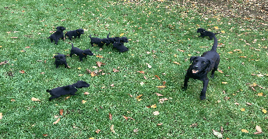 Labrador Retriever dogs - Advert 1