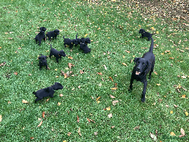 Labrador Retriever dogs - Advert 1