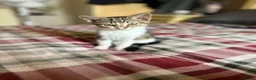 Mixed Breed cats for sale: 2 females and 1 male kitten - Advert 3