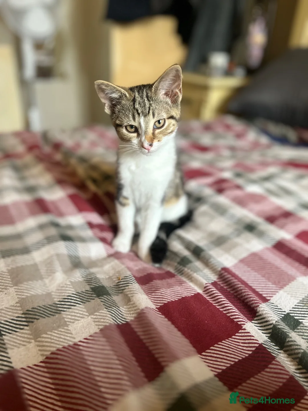 Mixed Breed cats for sale: 2 females and 1 male kitten - Advert 3