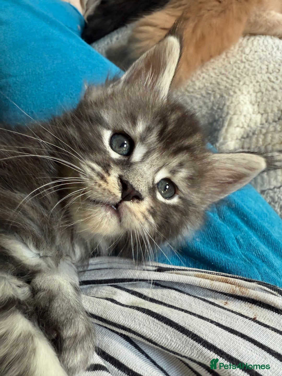 Maine Coon cats for sale: Tica registered Maine Coons from champion lines  - Image 21