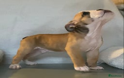English Bulldog dogs for sale: KC registered English Bulldog Puppies  - Image 9