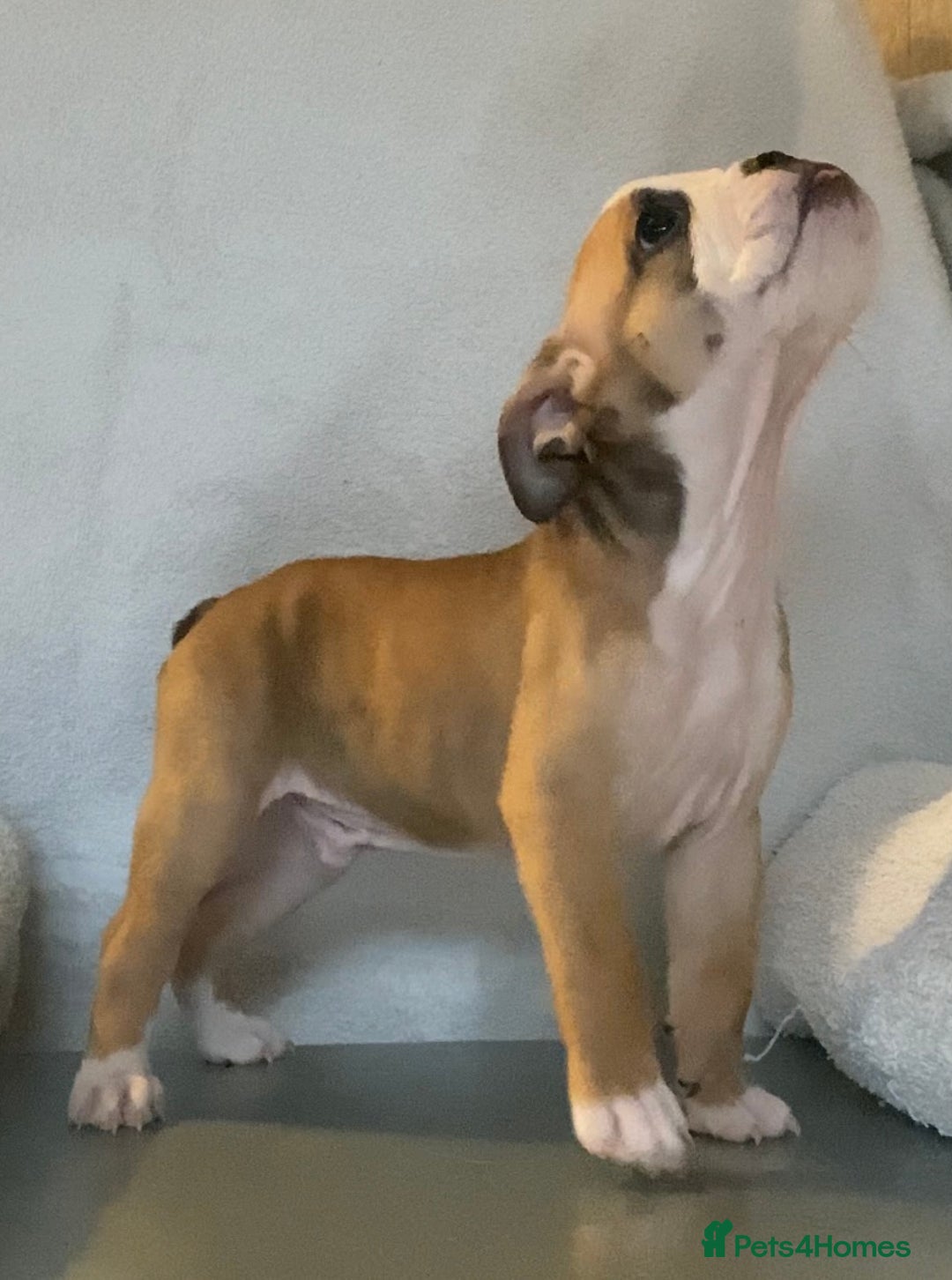 English Bulldog dogs for sale: KC registered English Bulldog Puppies  - Image 9