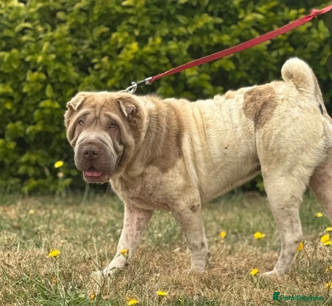 Shar Pei dogs for sale: Lilac flowered sharpie  - Advert 2