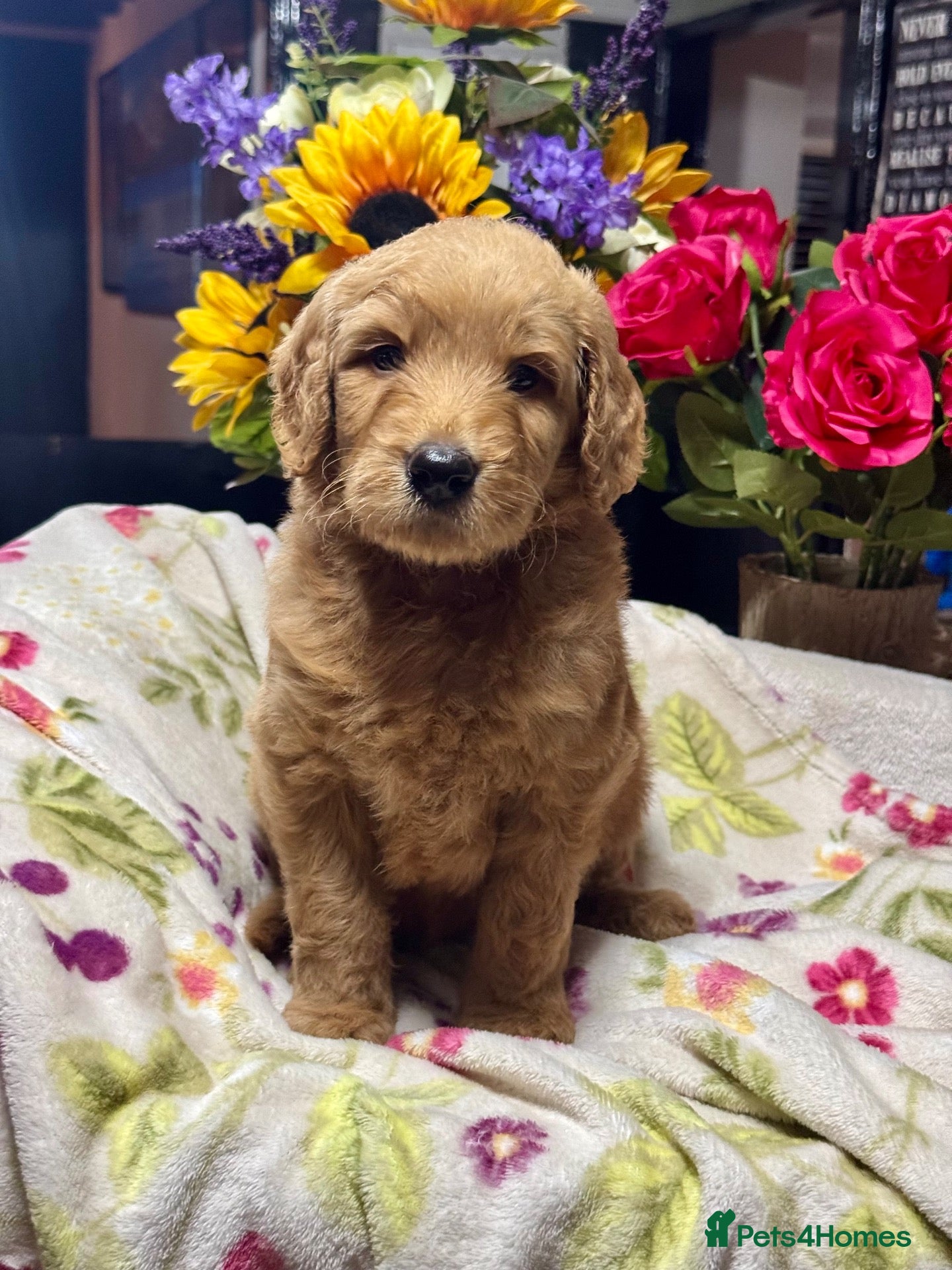 Goldendoodle dogs 11 gorgeous miniature Goldendoodle poodle  - Advert 1