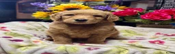 Goldendoodle dogs for sale: 11 gorgeous miniature Goldendoodle poodle  - Advert 1