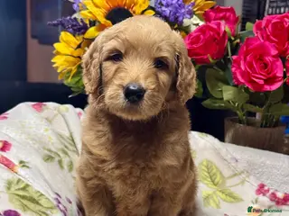 Goldendoodle dogs 11 gorgeous miniature Goldendoodle poodle - Advert 3