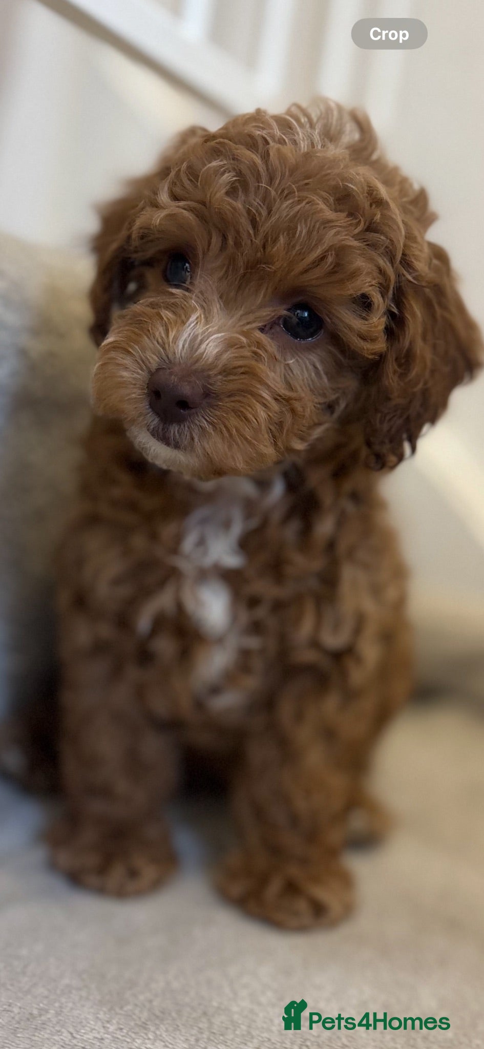 Cavapoo dogs Beautiful litter,extensively health tested parents - Advert 1
