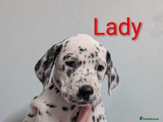 Dalmatian dogs Dalmatian puppies KC registered last 4 remaining - Advert 3
