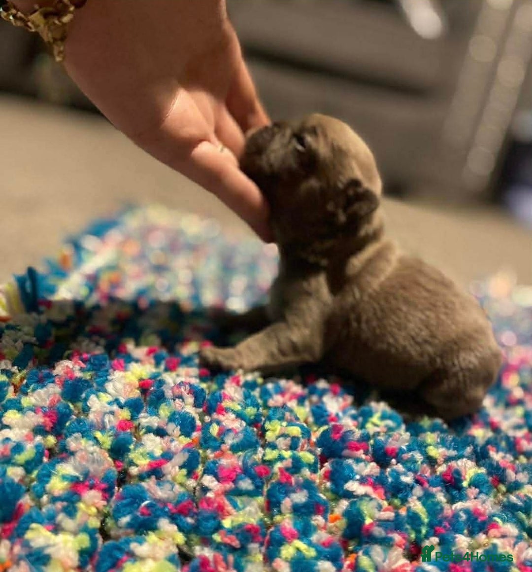 French Bulldog dogs for sale: French bulldog pup - Advert 9