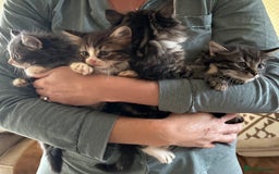 Siberian cats for sale: 5 beautiful miniature kittens  - Advert 2