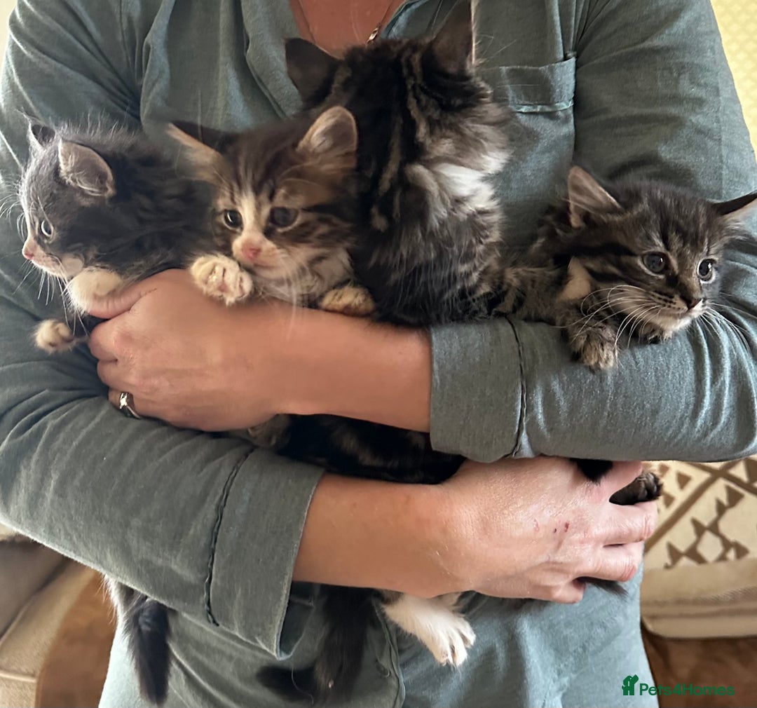 Siberian cats for sale: 5 beautiful miniature kittens  - Advert 2