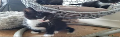 Mixed Breed Kitten 1