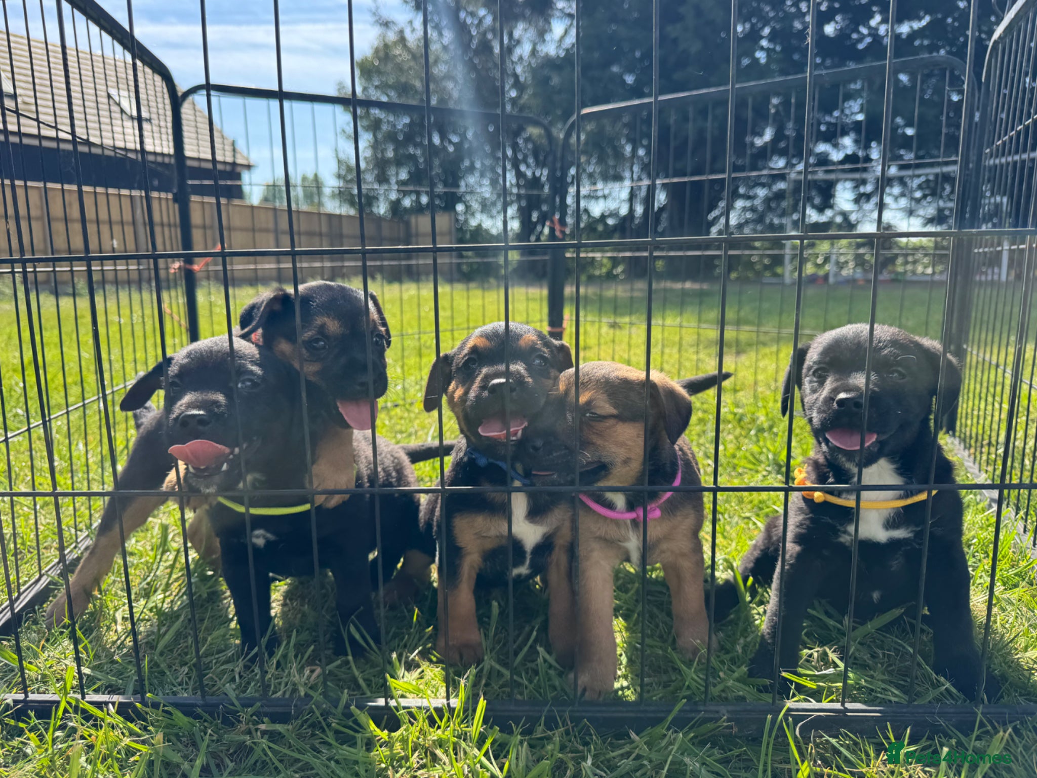 Mixed Breed dogs Border terrier cross jack russels for sale  - Advert 2