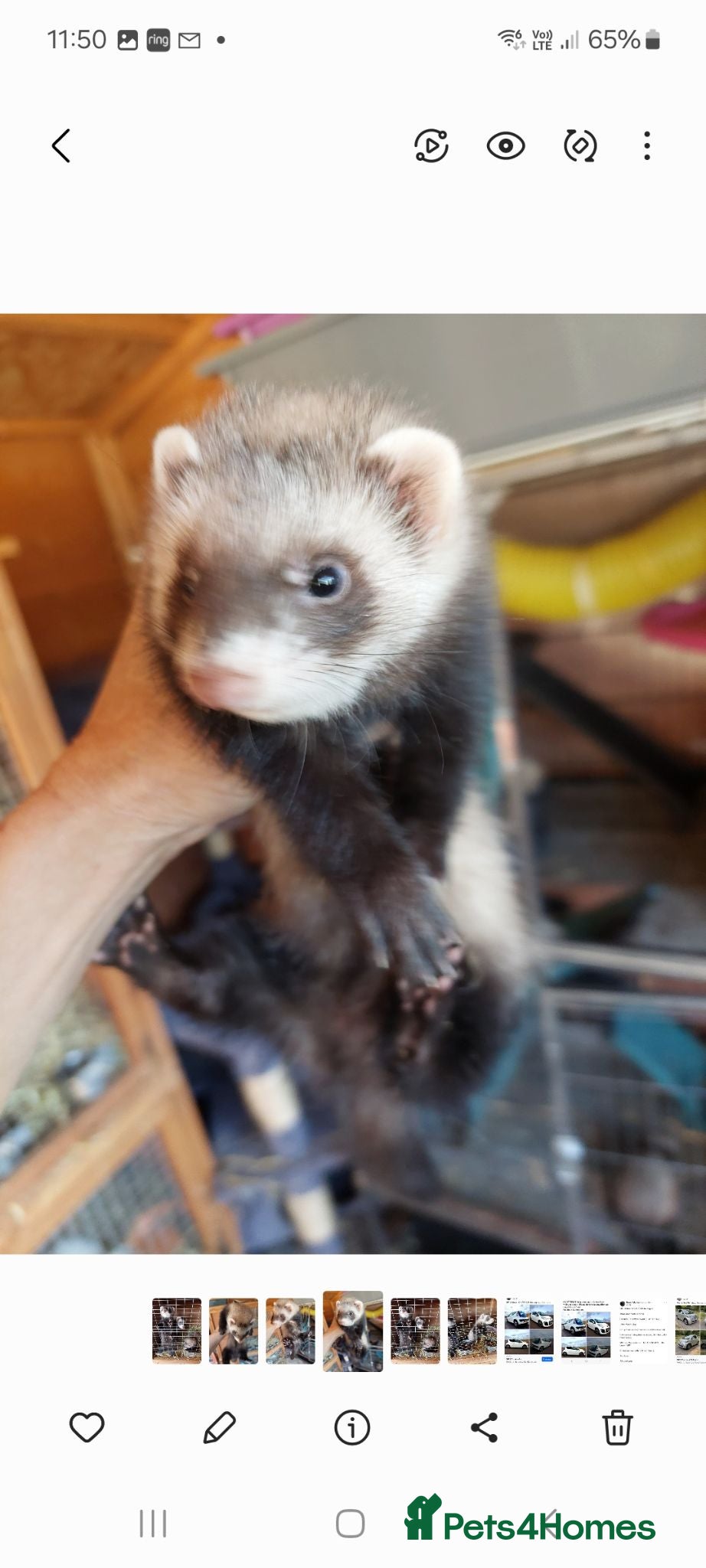 Ferret rodents 3 jills and 1 hob baby ferrets for sale  - Advert 1