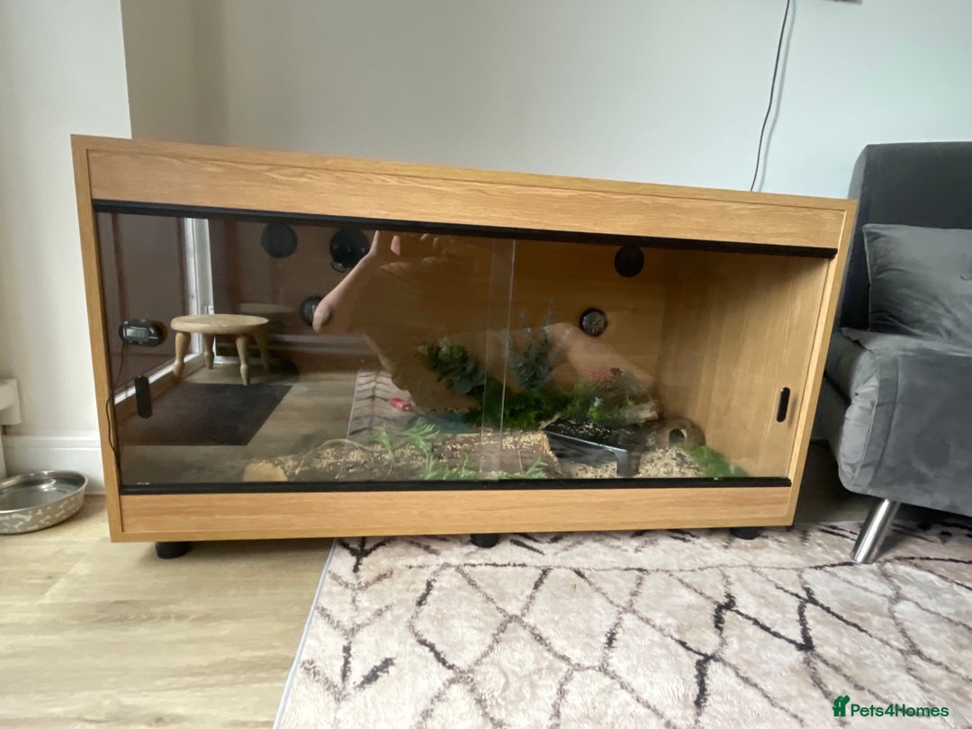 Python Snake reptiles for sale: Ball python snake  - Image 2