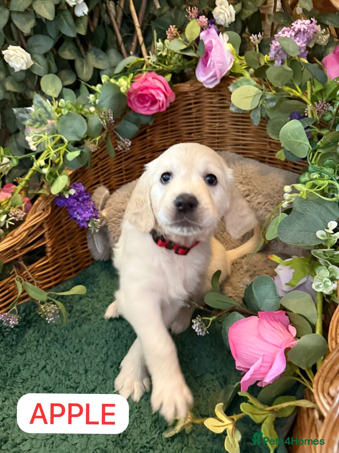 Golden Retriever dogs for sale: Stunning Golden Retriever puppies 🐾 - Image 29