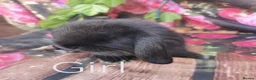 Mini Lop rabbits for sale: Mini lop baby rabbits - Advert 1