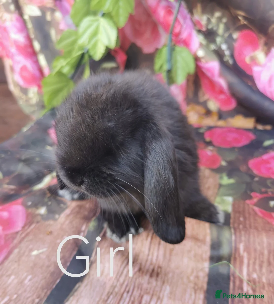 Mini Lop rabbits for sale: Mini lop baby rabbits - Advert 1