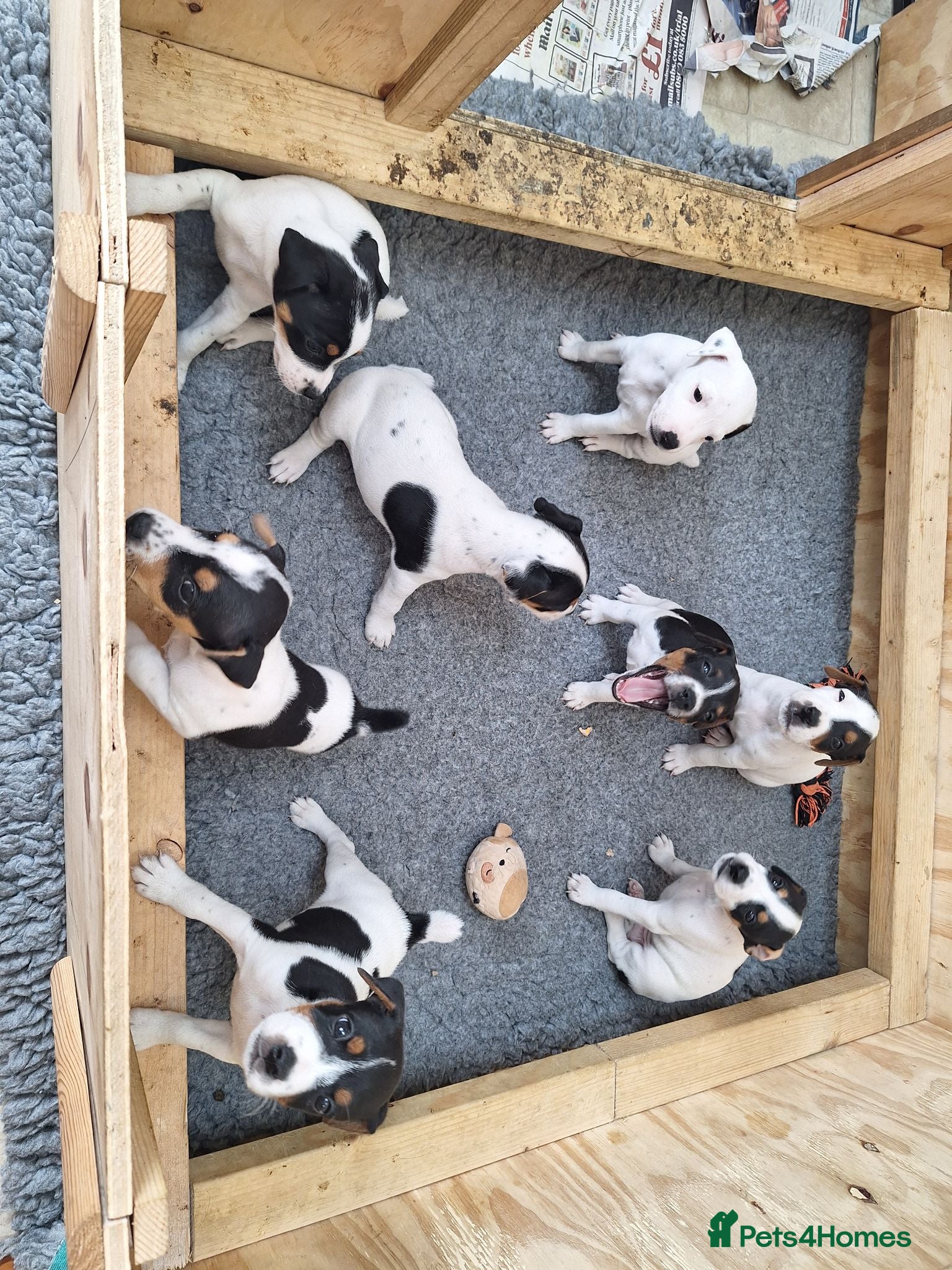 Jack Russell dogs Jack Russell Terrier Puppies for Sale - Advert 1