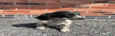 black & white cockapoo