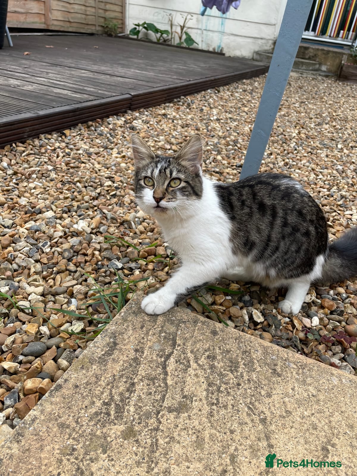 Mixed Breed cats Krissi - Advert 6