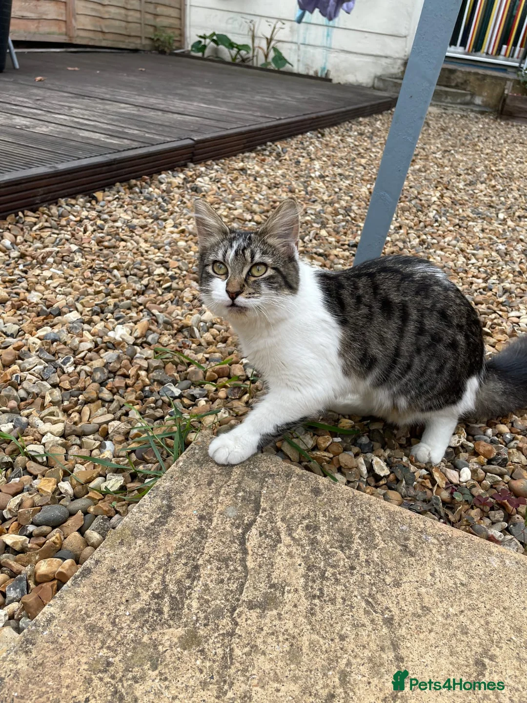 Mixed Breed cats for sale: Krissi - Advert 1