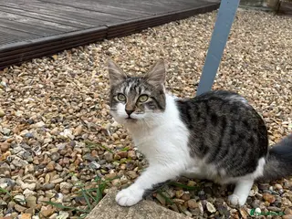 Mixed Breed cats Krissi - Advert 6