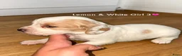 Cocker Spaniel dogs for sale: Cocker spaniel puppy’s  - Advert 8
