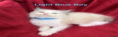Ragdoll 5