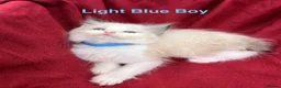 Ragdoll cats for sale: Purebred Ragdoll Kittens  - Advert 18