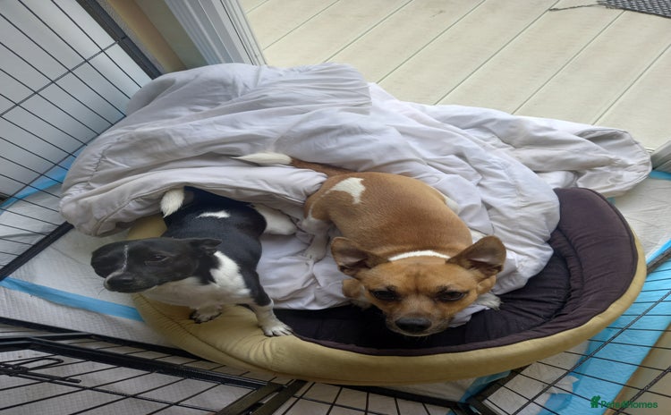 Jack Russell dogs - Advert 4
