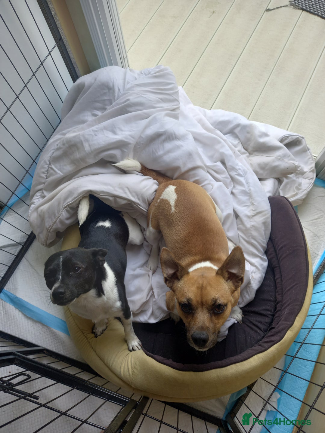 Jack Russell dogs for stud: For Stud £80 - Image 1
