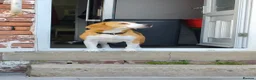 Beagle dogs for sale: Cooper, 5yr old Beagle  in Preston - Advert 3