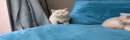 British Shorthair cats for sale: GCCF REGISTERED OUTSTANDING BRITISH SHORTHAIR  - Advert 20