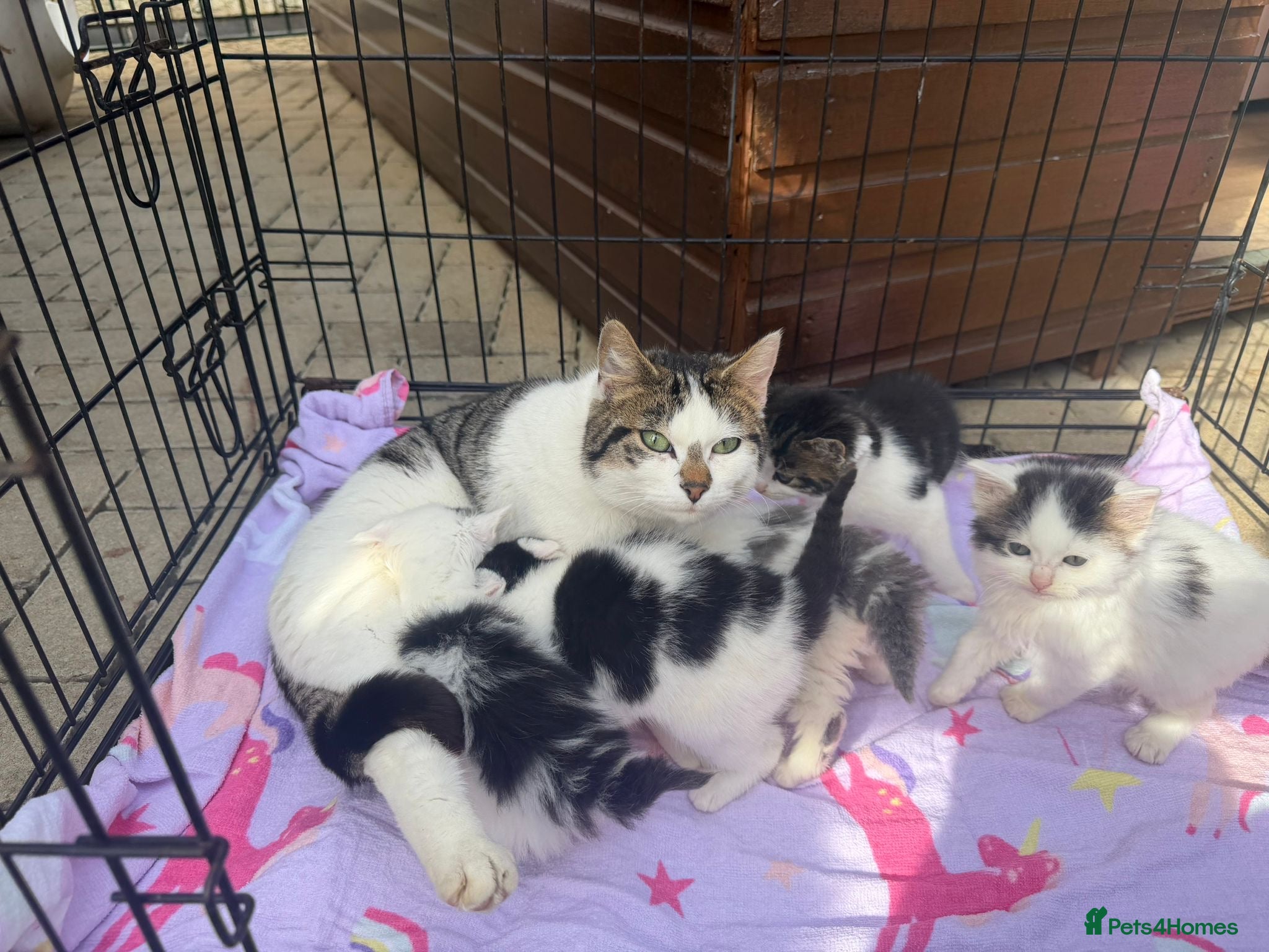 Mixed Breed cats Kittens - Advert 1