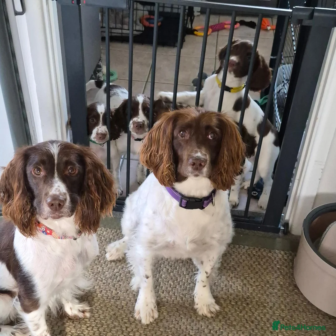 English Springer Spaniel dogs for sale: English Springer Spaniel  in Weston-super-Mare - Advert 5