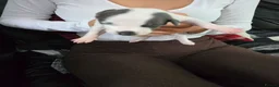 Whippet dogs for sale: Whippet  in Wakefield - Advert 6