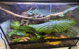 Frog reptiles for sale: 3 Milk Frogs &  **  Bio Set up  - Advert 8