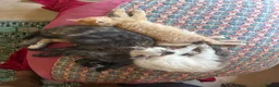 Munchkin cats for sale: 3 Gorgeous Munchkin Norwegian Forest X Kits - Advert 8