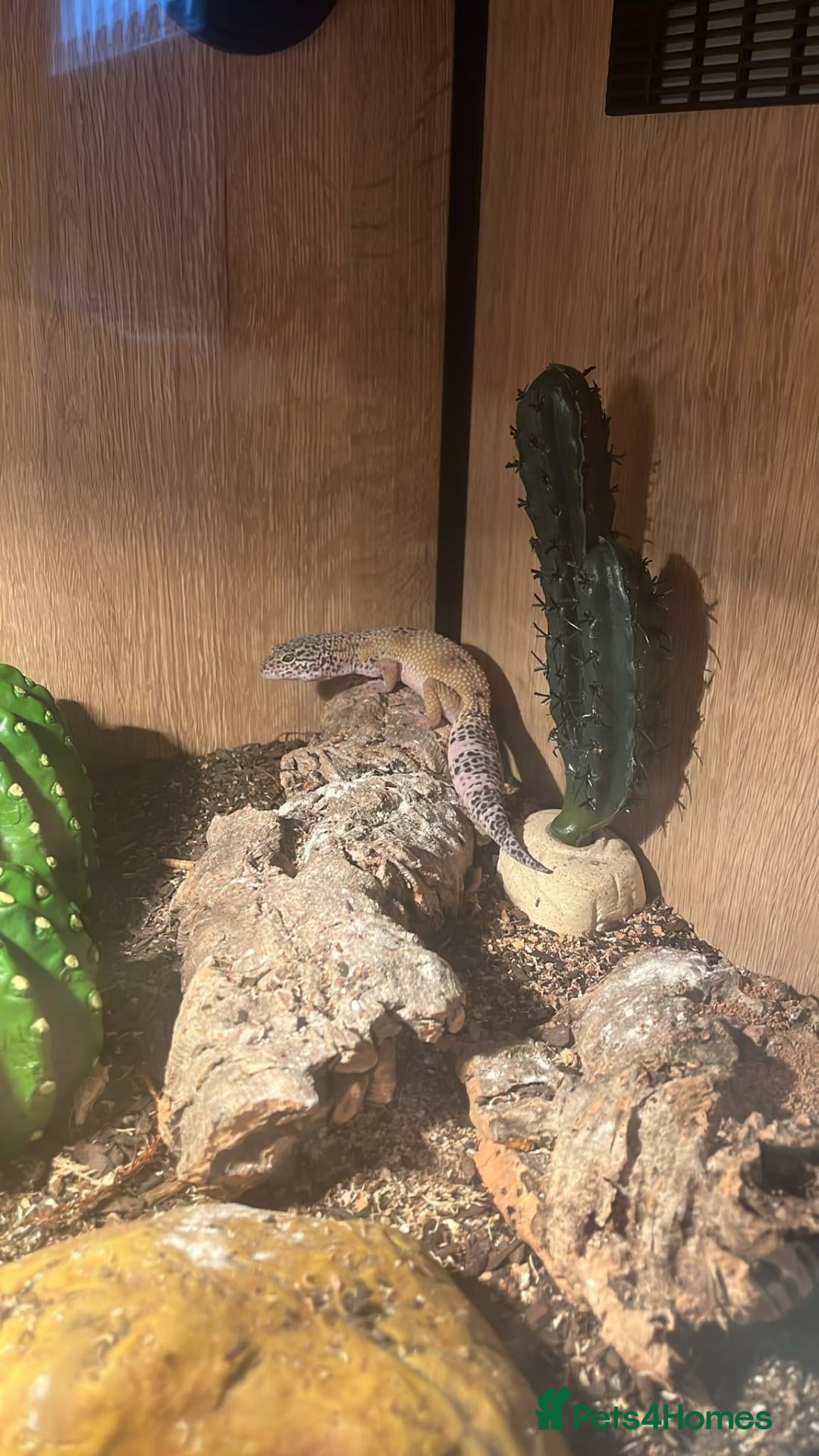 Leopard Gecko reptiles for sale: Leopard gecko - Advert 1