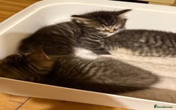 British Shorthair cats for sale: Male&Female British short hair kitten - Image 6