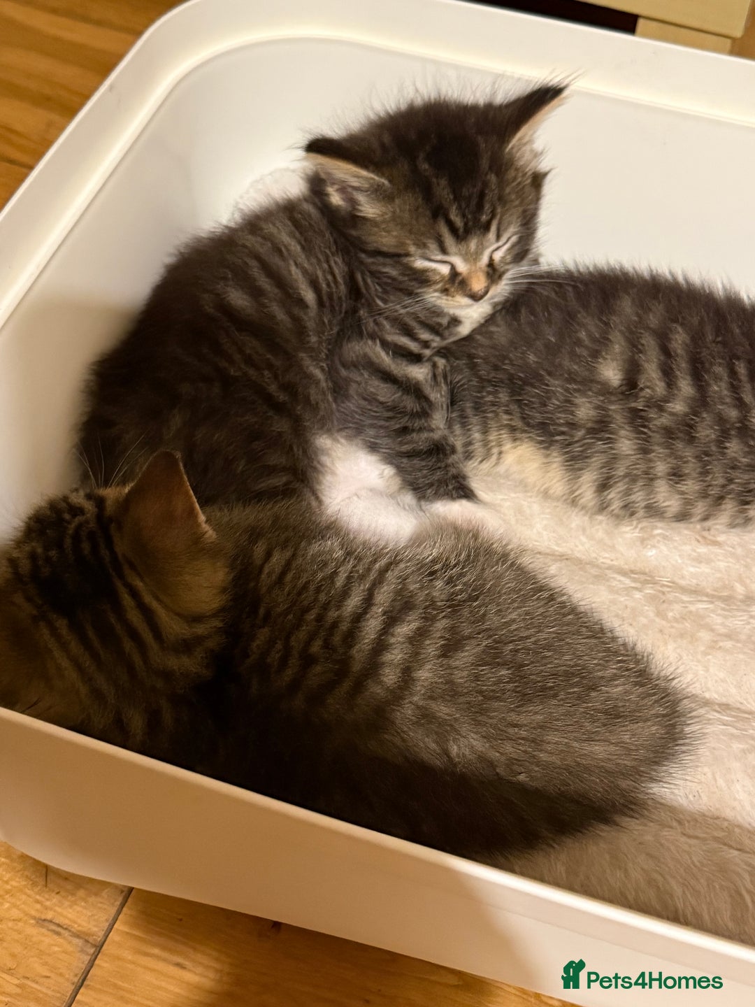 British Shorthair cats for sale: Male&Female British short hair kitten - Image 6