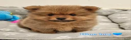 Pomeranian dogs for sale: 🐾 Pomeranian Puppies only one boy left🐾❤️ - Advert 3
