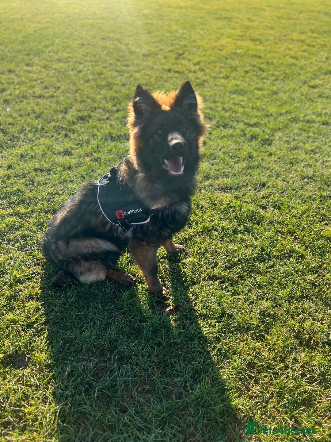 German Shepherd dogs for sale: beautiful male gsd 7 months  - Advert 10