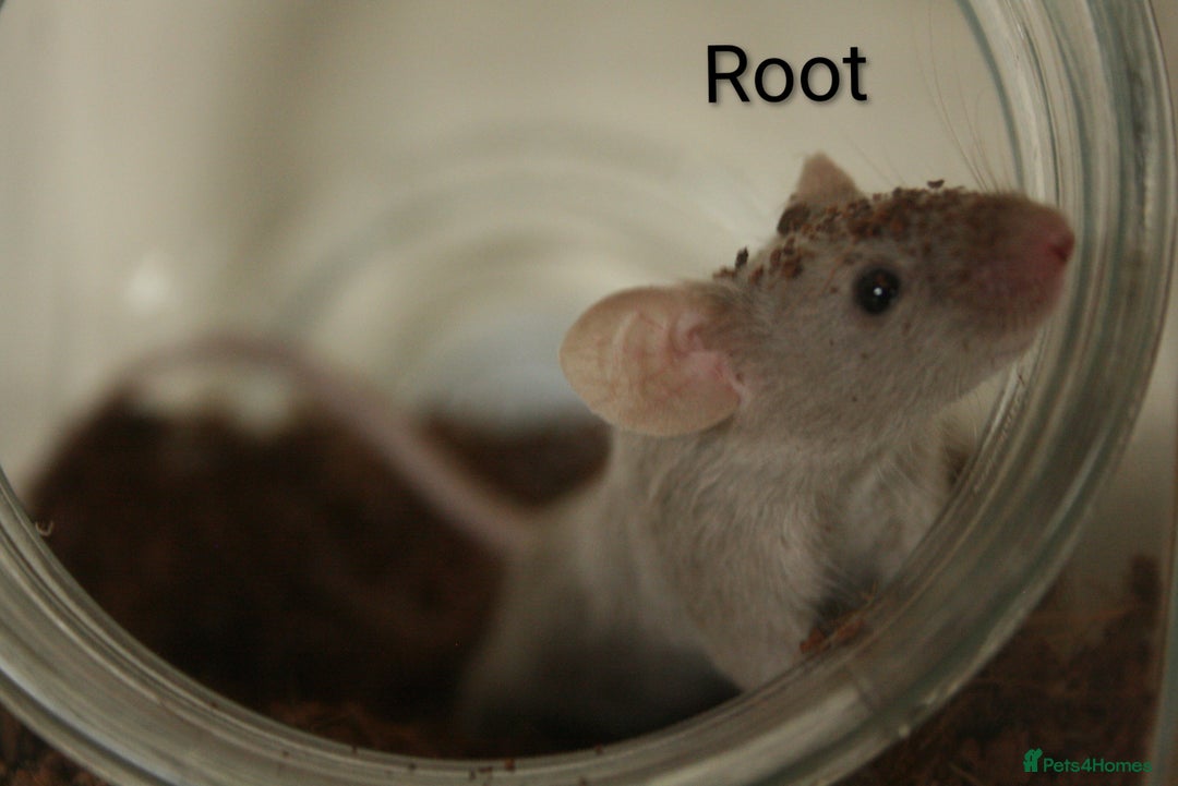 Mouse rodents for sale: 🐭 Female Mice Available for Adoption 🐭 - Advert 9