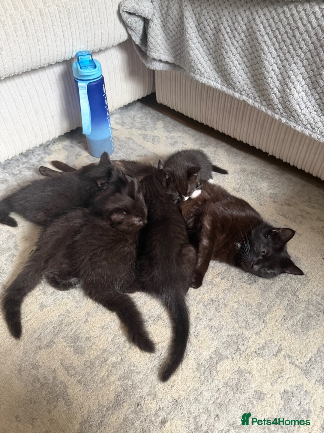 Mixed Breed cats for sale: Kittens for sale in New Milton - Advert 1