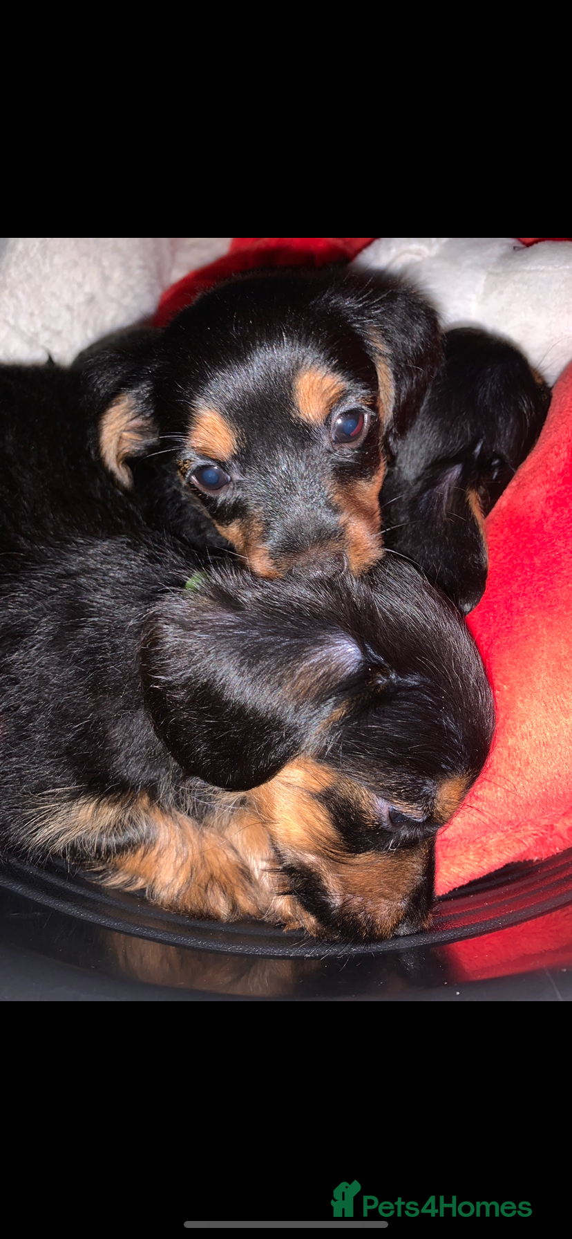 Mixed Breed dogs Yorkshire terrier/dachund  2 boys left 1 SOLD - Advert 2