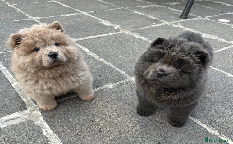 Chow Chow dogs - Advert 2