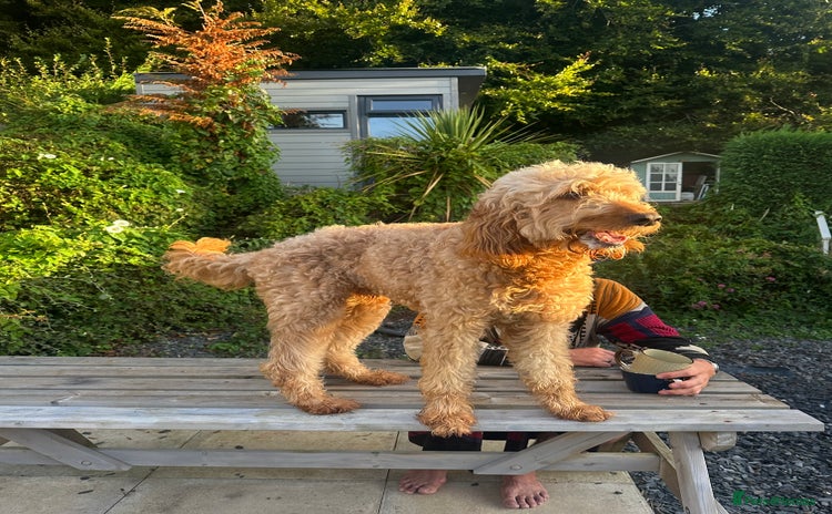 Goldendoodle dogs - Advert 15
